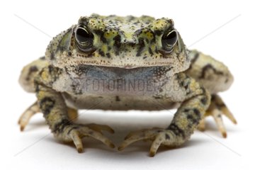 Green Toad from Texas in studio