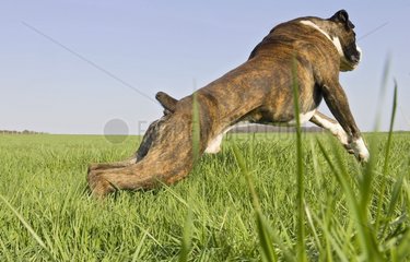 Boxer running in a meadow France