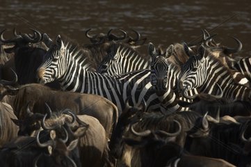 Grant's Zebra and Wildebeest Masaï Mara Reserve Kenya