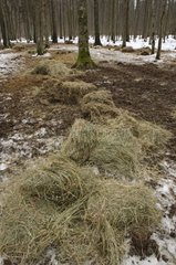 Feeding of european bisons in winter Bialowieza Poland