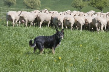 Shepherd Dog keeping a flock of sheep
