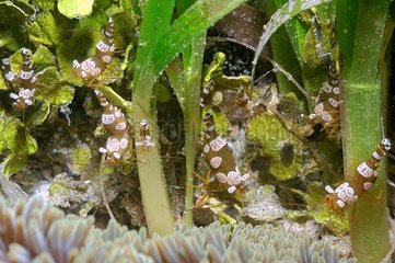 Squat Anemone Shrimps on aquatic plants Bali