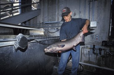 Action on a Chinook Salmon Washington USA