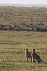 Guépards assis dans la savane Masaï Mara Kenya
