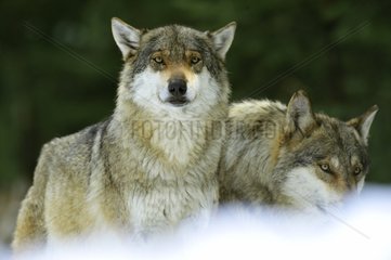 Couple of Wolves on snow in winter