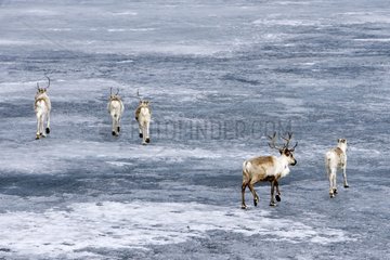 Caribous walking on a frozen lake in winter Norway
