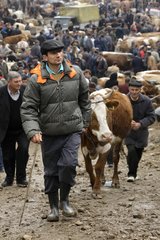 Buyer emerging cattle market of Albac Mountains Apuseni