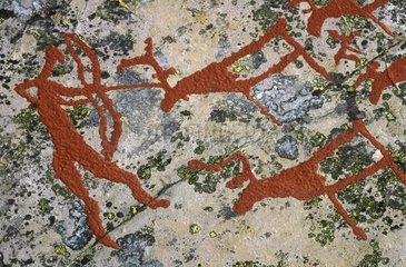 Peinture rupestre représentant une scène de chasse Norvège