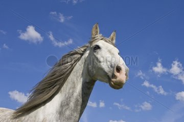 Porträt eines grauen Pferdes Pura Raza Espanola