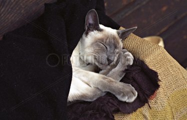 Portrait of a Siamese Cat asleep in blankets