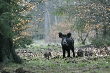 Wild boar with cubs in forest Germany