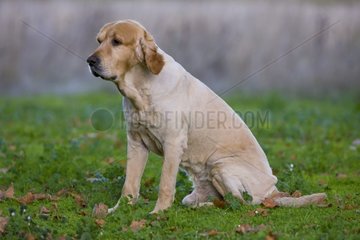 Mähiger Golden Retriever -Hund  der in der Wiese Frankreich sitzt