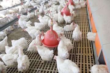 Abreuvoir pour boisson & vaccination dans un élevage avicole