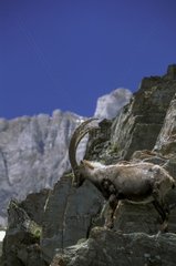 Männlicher Ibex auf einem Alpes -Frankreich -Stein