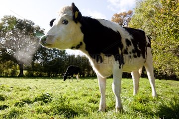 Holstein -Färsen und kreuzen im Herbst in einem Park