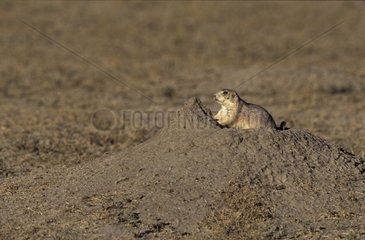 Black-tailed Prairie Dog in burrow Grasslands National Park