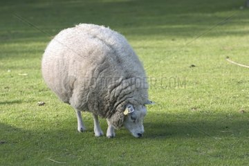 Mouton laineux broutant