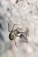 Cave spider packaging of its prey in its web Italy