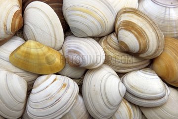 Shells on sand Atlantic Coast France