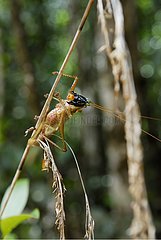 Grasshopper on a rod in rainforest New Caledonia