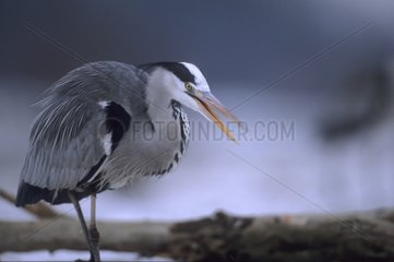 Grey Heron in winter searching for food
