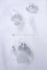 Fußabdrücke des gewöhnlichen grauen Wolfs im Schnee im Wald Frankreich