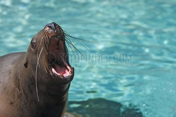 Steller Sea lion threatening at the edge of a basin Canada