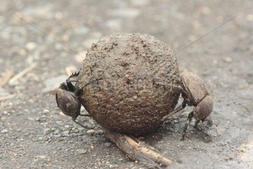 Dung beetles rolling a ball of dirt from elephan Kruger Park