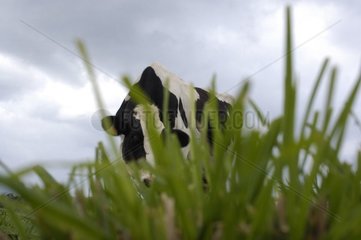Vache Prim'Holstein broutant dans un pré Lozère