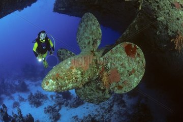 Saleem express Wreck and diver Safaga Red Sea Egypt