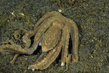 Octopus showing scares Lembeh Strait Indonesia