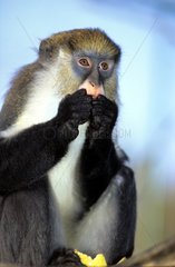 Campells Guenon isst eine Frucht