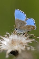 Portrait of a male Adonis Blue landed on an inflorescence
