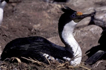 King Cormorant on nest