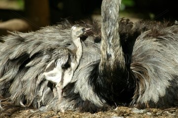 Nandou nouveau-né avec mâle couvant Zoo d'Amnéville
