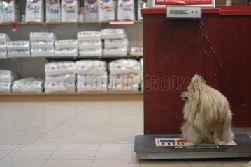 Dog on an electronic scale with a veterinarian France