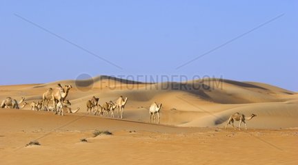 Herd of Dromedaries in the United Arab Emirates dunes