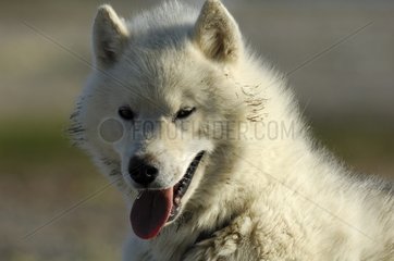 Portrait of a sled dog Nunavut Canada