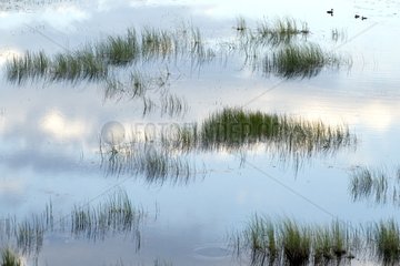 Reflecting on a marsh Jasper NP Canada