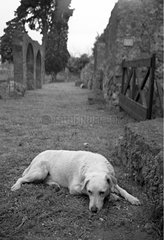White Dog lying in an ancient alley in Pompeii Italy