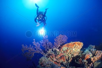 Taucher und Korallen Saba Niederlande Antillen