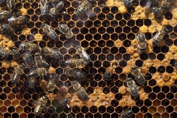 Honey bees on a beehive frame