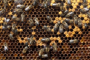 Honey bees on a beehive frame