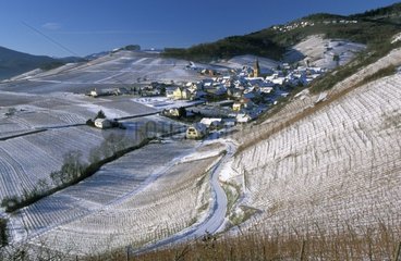 Elsatianer Weinberg im Winter Frankreich