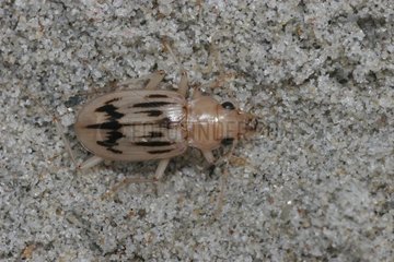 Ground beetle on a stone