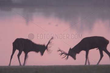 Battle of red deer in the slab at dawn France