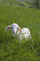 Lamb newborn standing in a field
