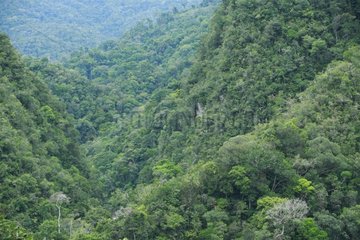 Azul Bosque Forest Protection Alto Mayo Peru