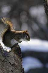 American red Squirrel on a trunk Canada