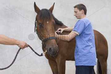 Veterinär eine Injektion zu einem Pferd  das Frankreich Obreck